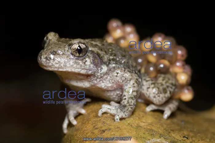 : Midwife Toad : Midwife Toad