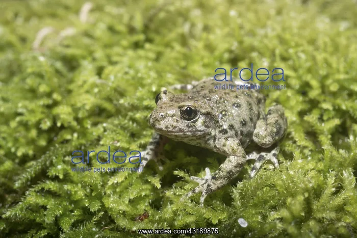 : Midwife Toad (Alytes obstetricans) adult, siting : Midwife Toad (Alytes obstetricans) adult, siting