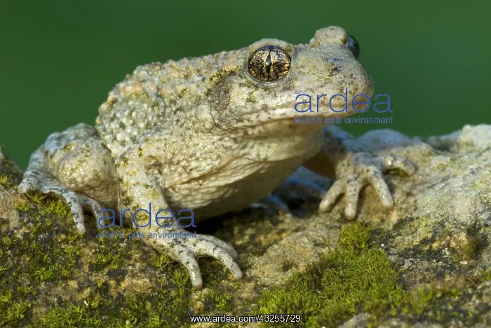  : Midwife Toad (Alytes obstetricans), France