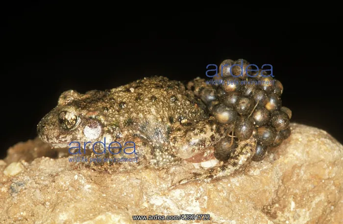 : Midwife Toad - carrying eggs : Midwife Toad - carrying eggs