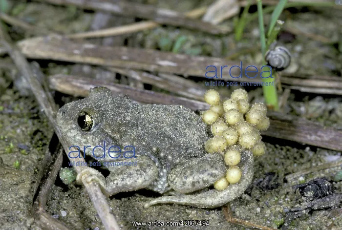 : Midwife Toad with eggs : Midwife Toad with eggs
