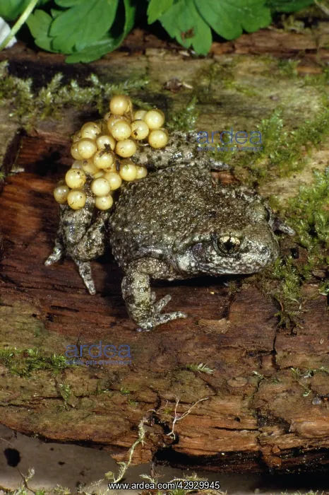 : Midwife Toad - with eggs : Midwife Toad - with eggs