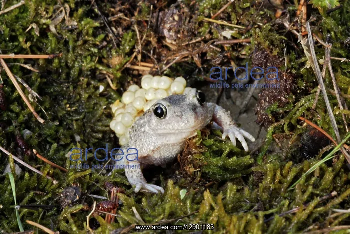 : Midwife Toad - male carrying eggs on back : Midwife Toad - male carrying eggs on back