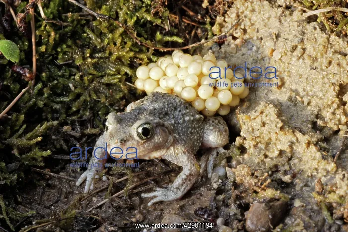 : Midwife Toad - male carrying eggs on back : Midwife Toad - male carrying eggs on back