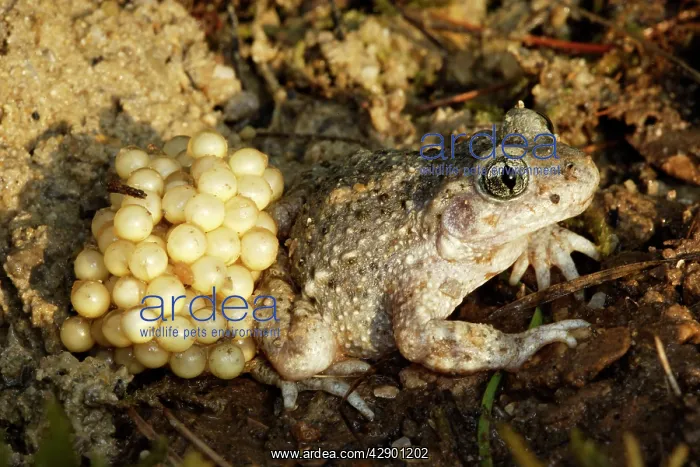 : Midwife Toad - male carrying eggs on back : Midwife Toad - male carrying eggs on back