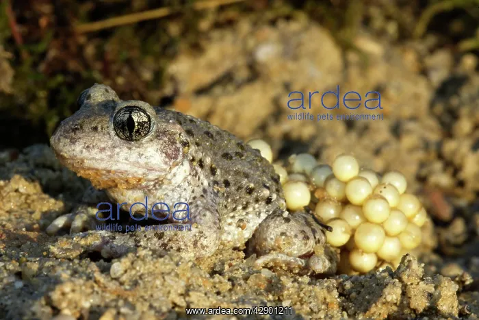 : Midwife Toad - male carrying eggs on back : Midwife Toad - male carrying eggs on back