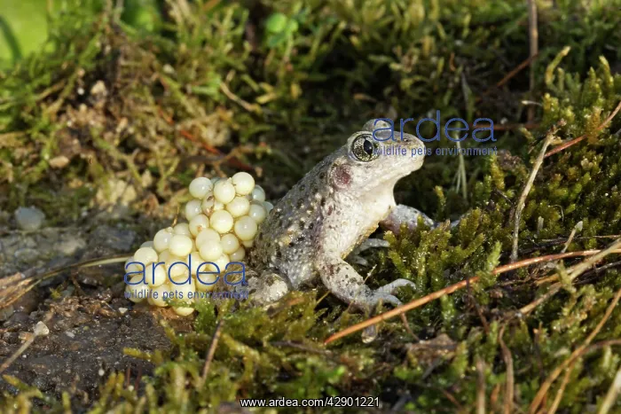 : Midwife Toad - male carrying eggs on back : Midwife Toad - male carrying eggs on back