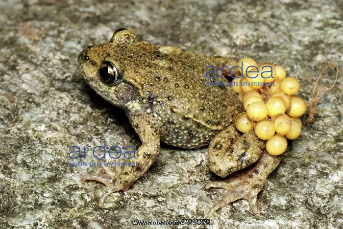 : Midwife Toad - male with eggs : Midwife Toad - male with eggs