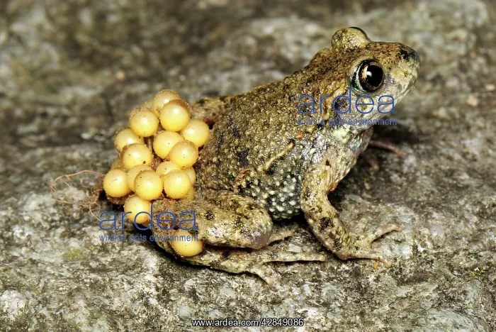 : Midwife Toad - male with eggs : Midwife Toad - male with eggs