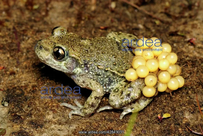 : Midwife Toad - male with eggs : Midwife Toad - male with eggs