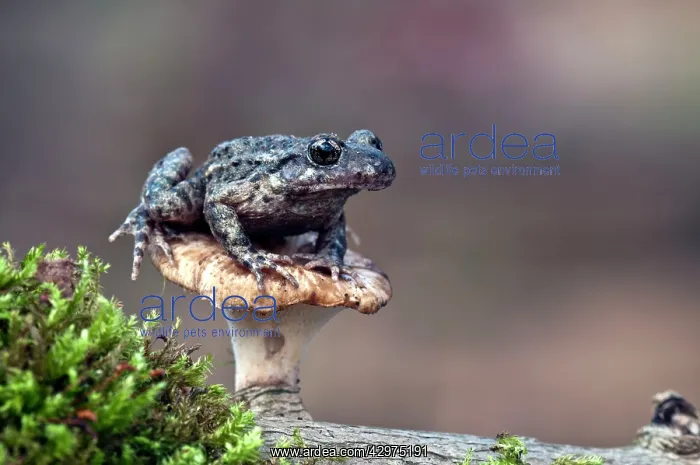 : Midwife Toad - sitting on toadstool : Midwife Toad - sitting on toadstool