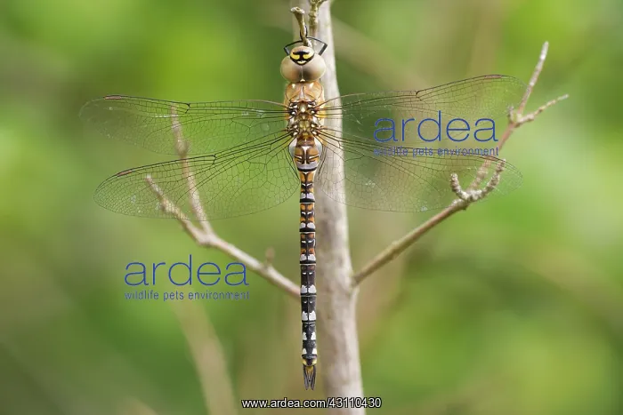 : Migrant Hawker : Migrant Hawker