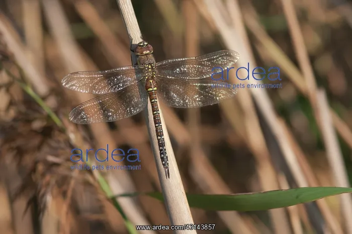 : Migrant Hawker : Migrant Hawker
