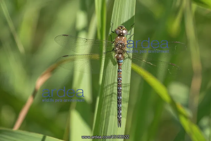 : Migrant Hawker : Migrant Hawker