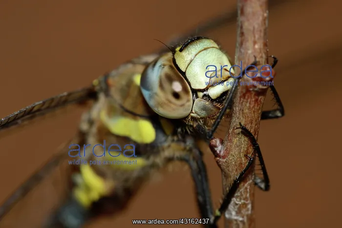 : Migrant Hawker : Migrant Hawker