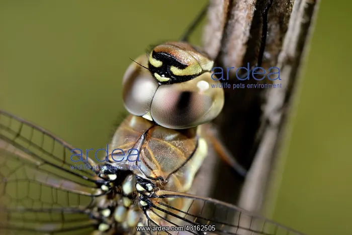 : Migrant Hawker : Migrant Hawker