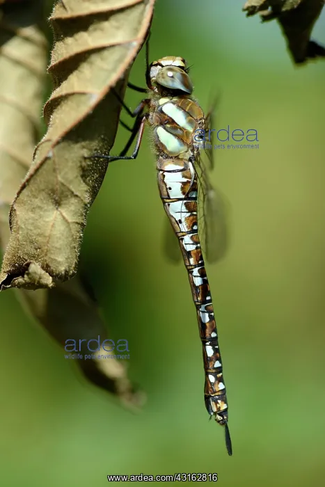 : Migrant Hawker : Migrant Hawker