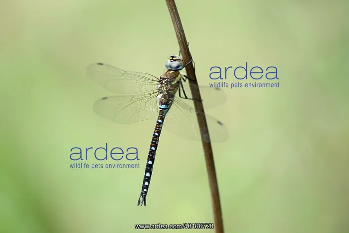 : Migrant Hawker : Migrant Hawker