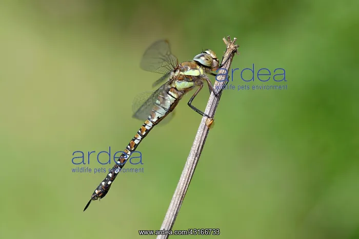 : Migrant Hawker : Migrant Hawker