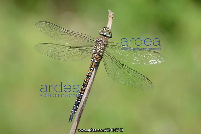 : Migrant Hawker : Migrant Hawker