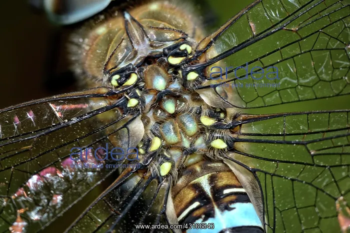 : Migrant Hawker : Migrant Hawker