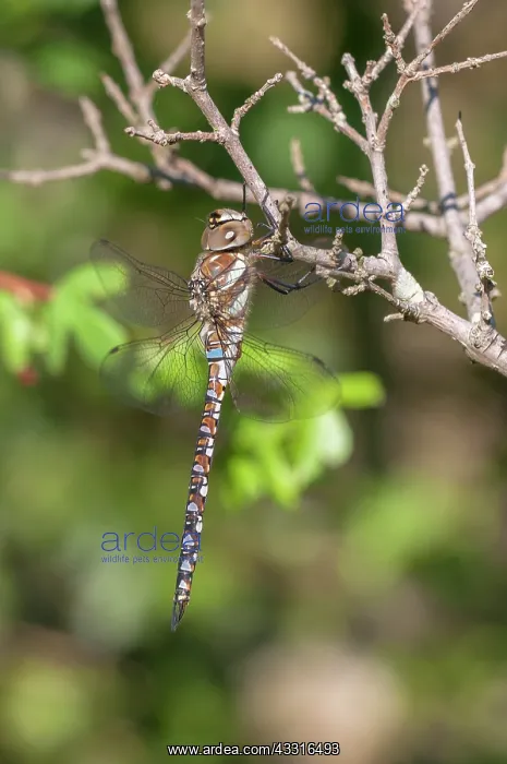 : Migrant Hawker : Migrant Hawker