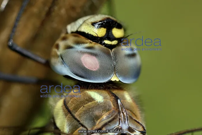 : Migrant Hawker (Aeshna mixta) resting on an Umb : Migrant Hawker (Aeshna mixta) resting on an Umb