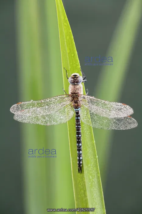 : Migrant Hawker - Dragonfly - male : Migrant Hawker - Dragonfly - male