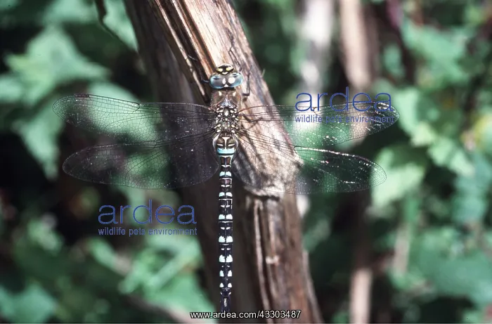 : Migrant HAWKER DRAGONFLY - male, resting on stem : Migrant HAWKER DRAGONFLY - male, resting on stem