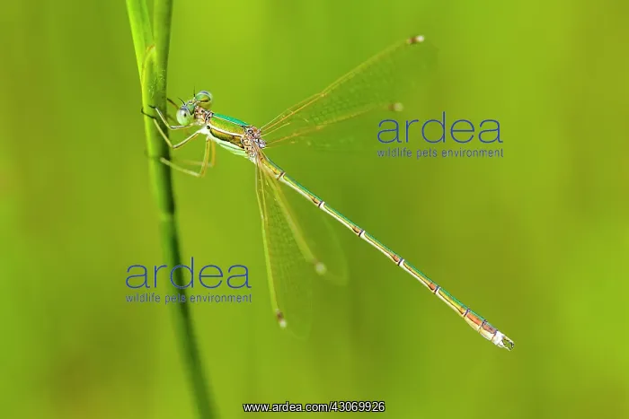 : Migrant Spreadwing : Migrant Spreadwing
