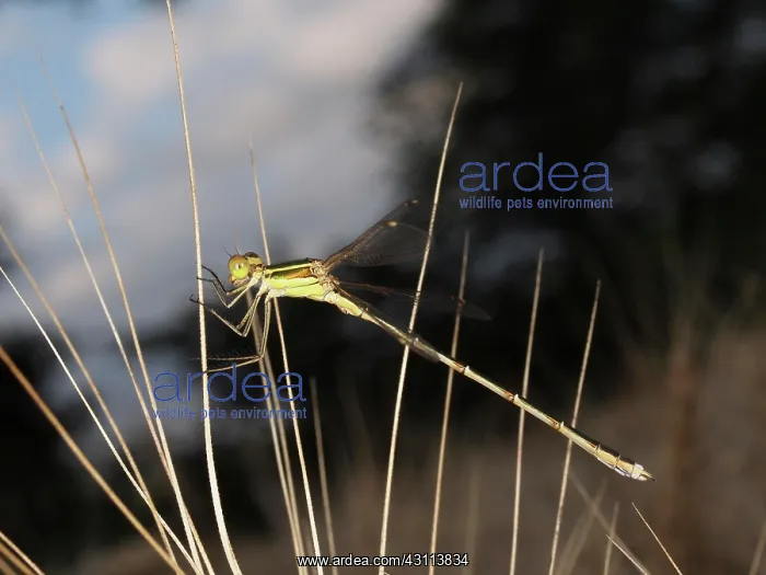 : Migrant Spreadwing : Migrant Spreadwing