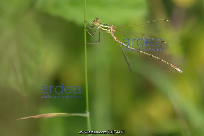 : Migrant Spreadwing : Migrant Spreadwing