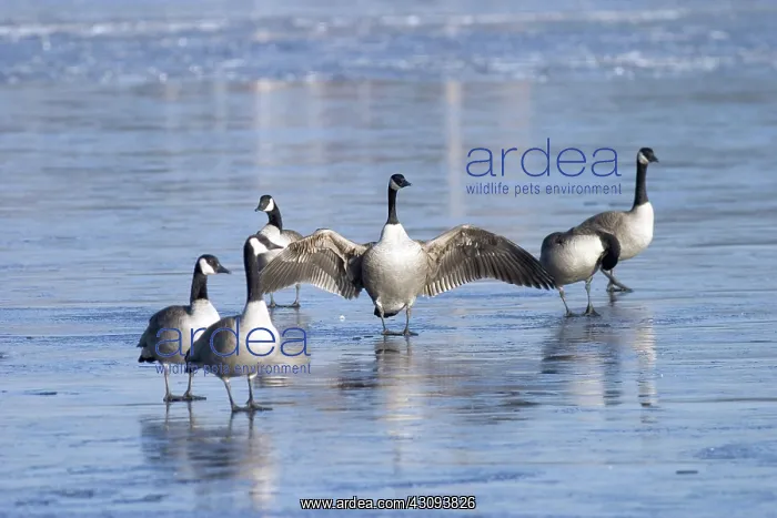 : Migrating Canada Geese : Migrating Canada Geese
