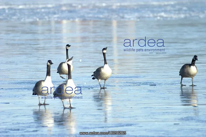 : Migrating Canada Geese : Migrating Canada Geese