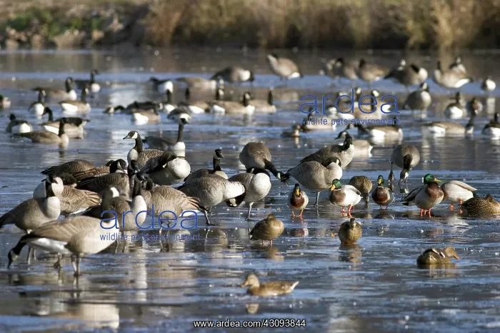 : Migrating Canada Geese : Migrating Canada Geese