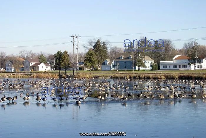 : Migrating Canada Geese : Migrating Canada Geese