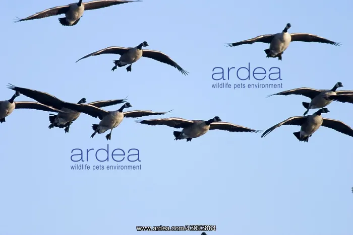 : Migrating Canada Geese : Migrating Canada Geese