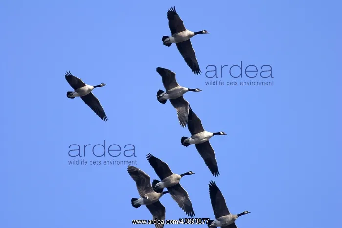 : Migrating Canada Geese : Migrating Canada Geese
