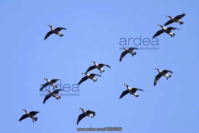 : Migrating Canada Geese : Migrating Canada Geese