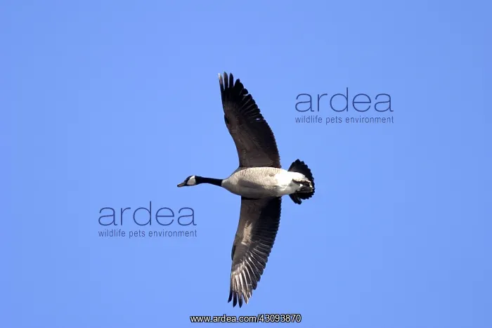 : Migrating Canada Goose : Migrating Canada Goose