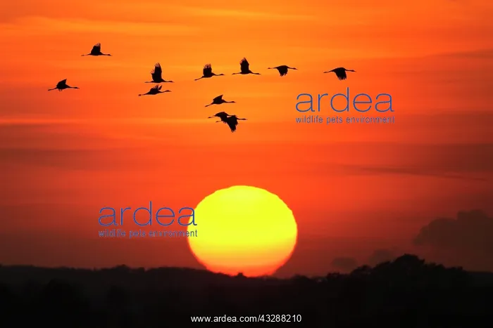 : Migrating cranes (grus grus) in autumn in front : Migrating cranes (grus grus) in autumn in front