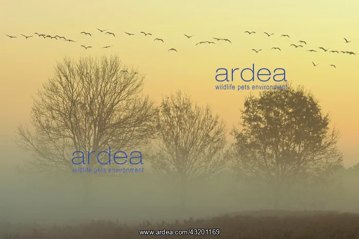  : Migrating cranes (grus grus) in autumn over trees