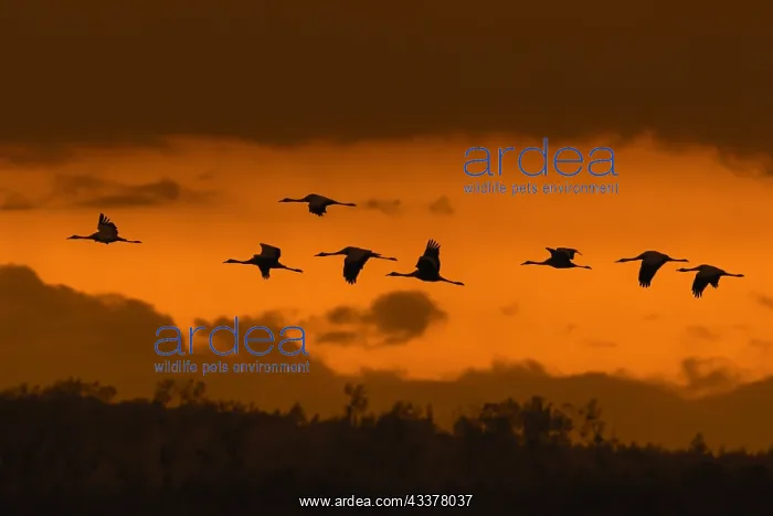 : Migrating flock of common cranes, Eurasian crane : Migrating flock of common cranes, Eurasian crane