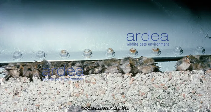 : Migrating Goldcrests - Roosting under a watertank : Migrating Goldcrests - Roosting under a watertank