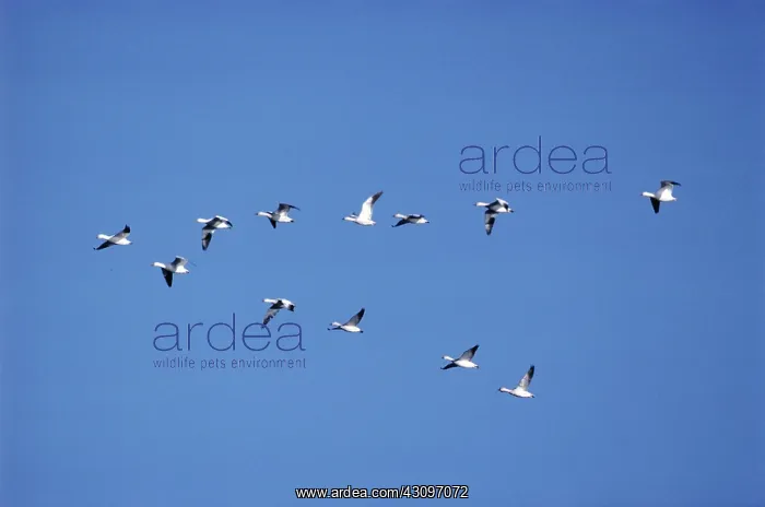 : Migrating Snow Geese : Migrating Snow Geese