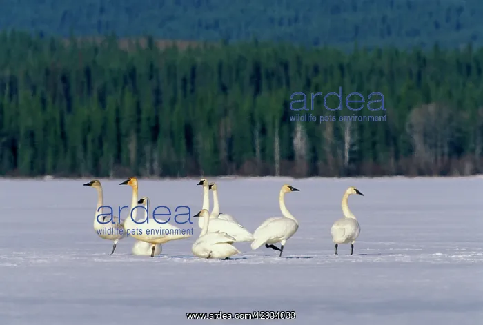 : Migrating Trumpeter Swans : Migrating Trumpeter Swans