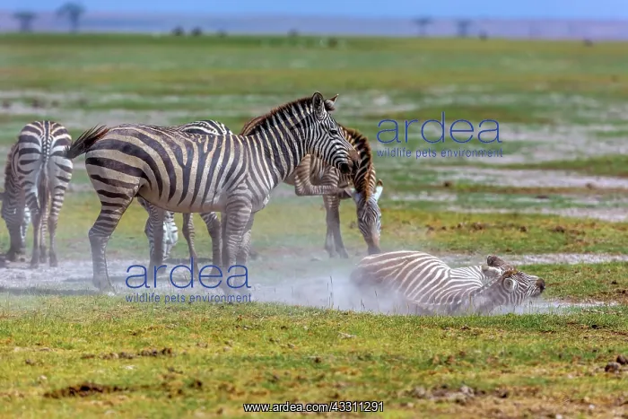 : Migrating Zebras dusting in Amboseli National Park, Kenya : Migrating Zebras dusting in Amboseli National Park, Kenya
