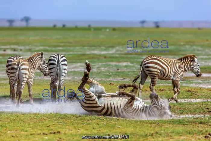 : Migrating Zebras dusting in Amboseli National Park, Kenya : Migrating Zebras dusting in Amboseli National Park, Kenya