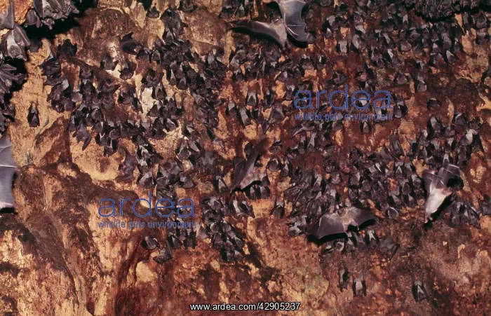: Migratory Fruit Bats - At roost : Migratory Fruit Bats - At roost