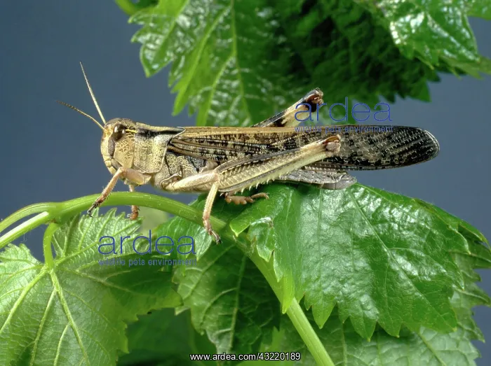 : Migratory Locust : Migratory Locust